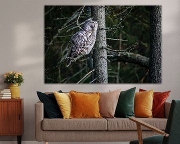 Majestic Owl