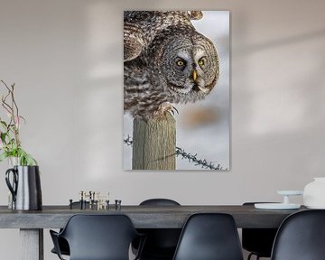 Majestic Owl