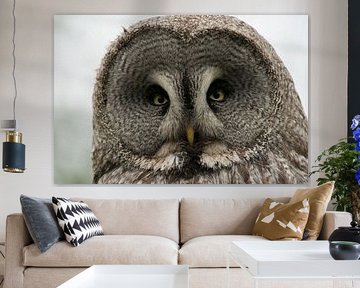 Majestic Owl