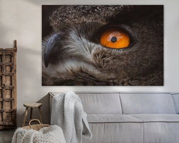 Majestic Owl