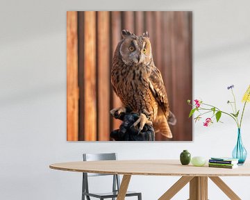 Majestic Owl