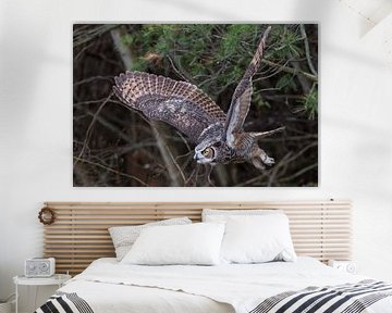 Majestic Owl