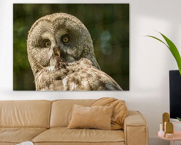 Majestic Owl