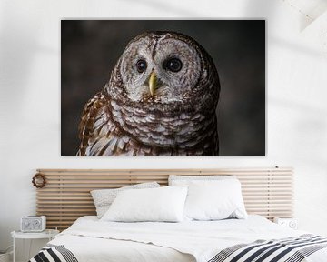 Majestic Owl