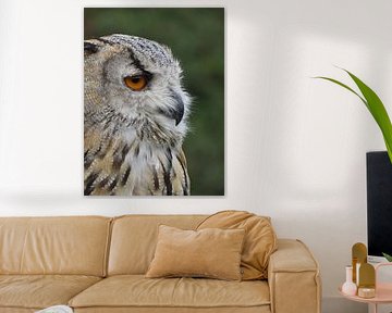 Majestic Owl