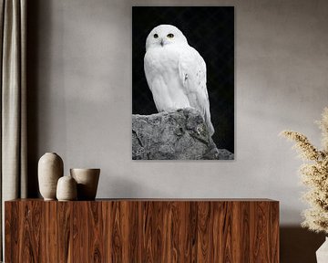 Majestic Owl