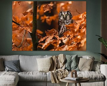 Majestic Owl