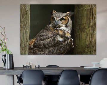 Majestic Owl