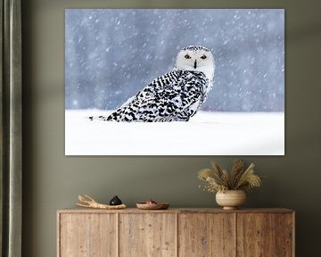 Majestic Owl