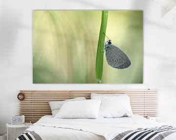 Blue Butterfly sur Gonnie van de Schans