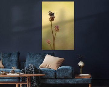 Schmetterling auf Blume