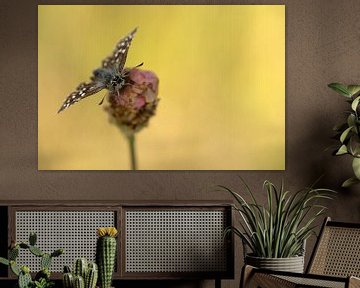 Schmetterling, Kleiner Würfel-Dickkopffalter von Gonnie van de Schans