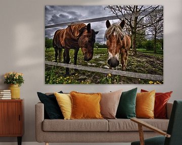 nieuwsgierige paarden in de wei (HDR versie)