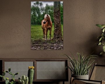 Prachtige Haflinger hengst (gewone versie)