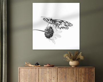 Papillon
