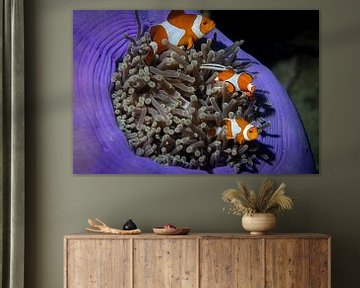 The clownfish, Mabul Island in Malaysia by Travel Tips and Stories