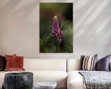 Lupine