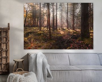 zonlicht in het herfstbos