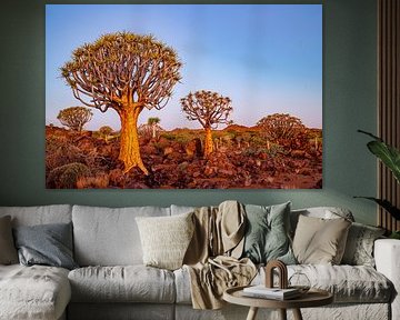Quiver trees in the golden light by Fototante