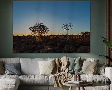 Verloren in het licht - zonsondergang in het kokerbomenbos, Namibië