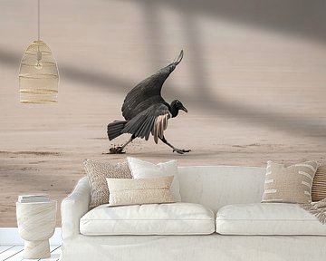 Majestic Flight - Black Vulture in Motion by Femke Ketelaar
