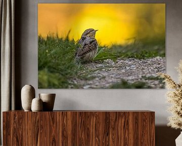 Draaihals, achtergrond zon op koolzaad