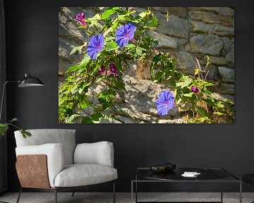 Autumn flowers in Provence