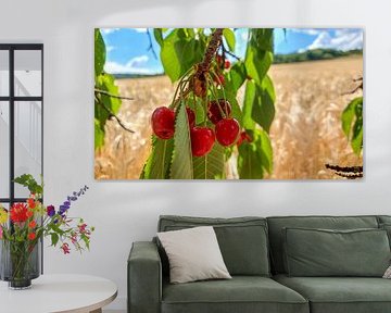 Rijpe kersen in de vroege zomer - genieten van de natuur aan de rand van het veld