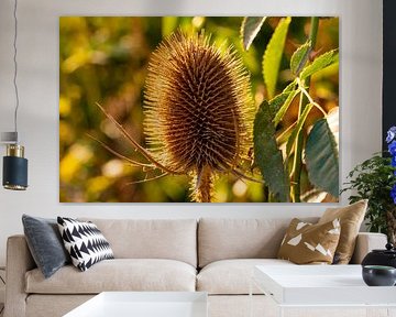 Sunlight on spines - Wild teasel on the Filsberg