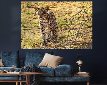 Leopardenjunges in Namibia – ein seltener Augenblick in freier Wildbahn von Fototante