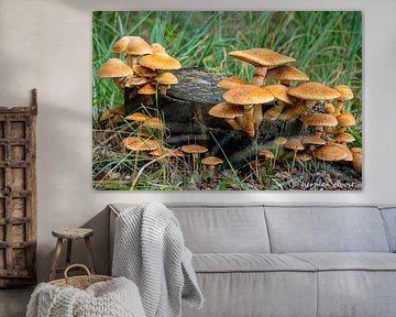 chapeau à flamme sur Herman Troost fotowerk