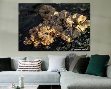 bloodzammen sur Herman Troost fotowerk