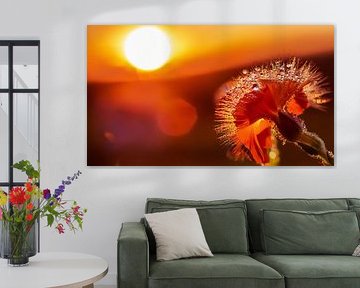 Plants with sunset by Mustafa Kurnaz