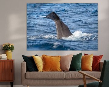 Tauchender Pottwal im Mittelmeer von Ronald Buitendijk Fotografie