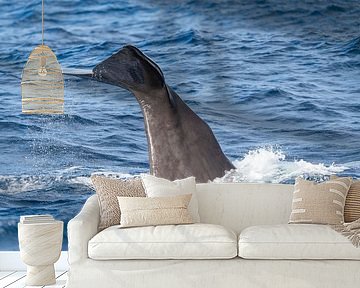 Duikende potvis in de Middellandse Zee