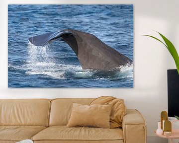 Tauchender Pottwal im Mittelmeer von Ronald Buitendijk Fotografie