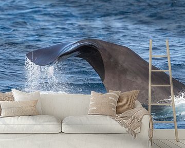 Duikende potvis in de Middellandse Zee