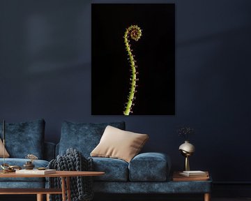 Carnivorous plant or a tentacle?