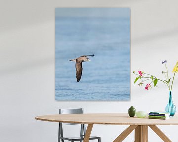Kuhl's shearwater over the Mediterranean sea by Ronald Buitendijk Fotografie