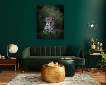 Cheeta