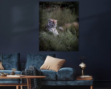 Siberische tijger op de uitkijk van Marc van Tilborg