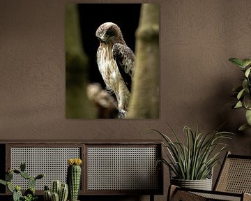 Aigle