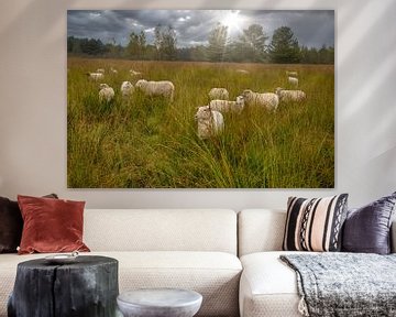 Sheep in the Meadow under Sunbeams - Restful Nature Landscape by Jolanda Hugens Kommers