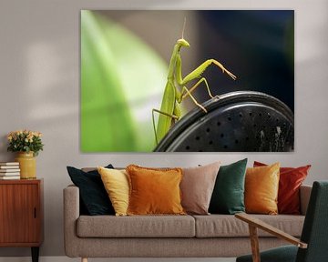 Mantis Religiosa (2)