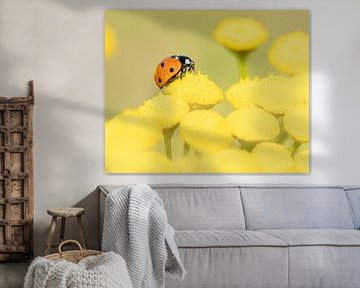 Lieveheersbeestje op geel boerenwormkruid