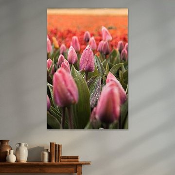 Pink Tulips with Melting Snow – Rare Spring Scene
