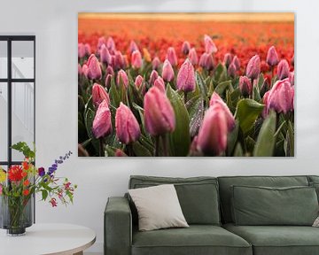 Roze Tulpen met Smeltende Sneeuw - Uniek Lente Beeld van Dave Adriaanse