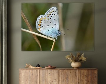 The little Icarus blue. by Karen de Boer