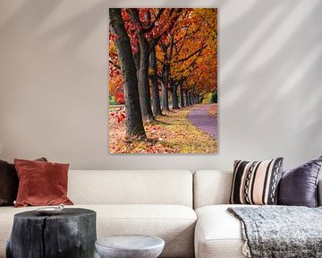autumn avenue by snippefotografie