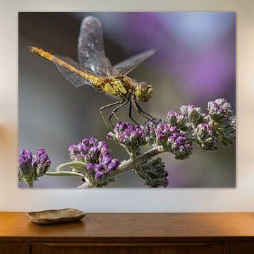 Dragonfly on purple butterfly bush